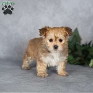 Georgie, Morkie / Yorktese Puppy